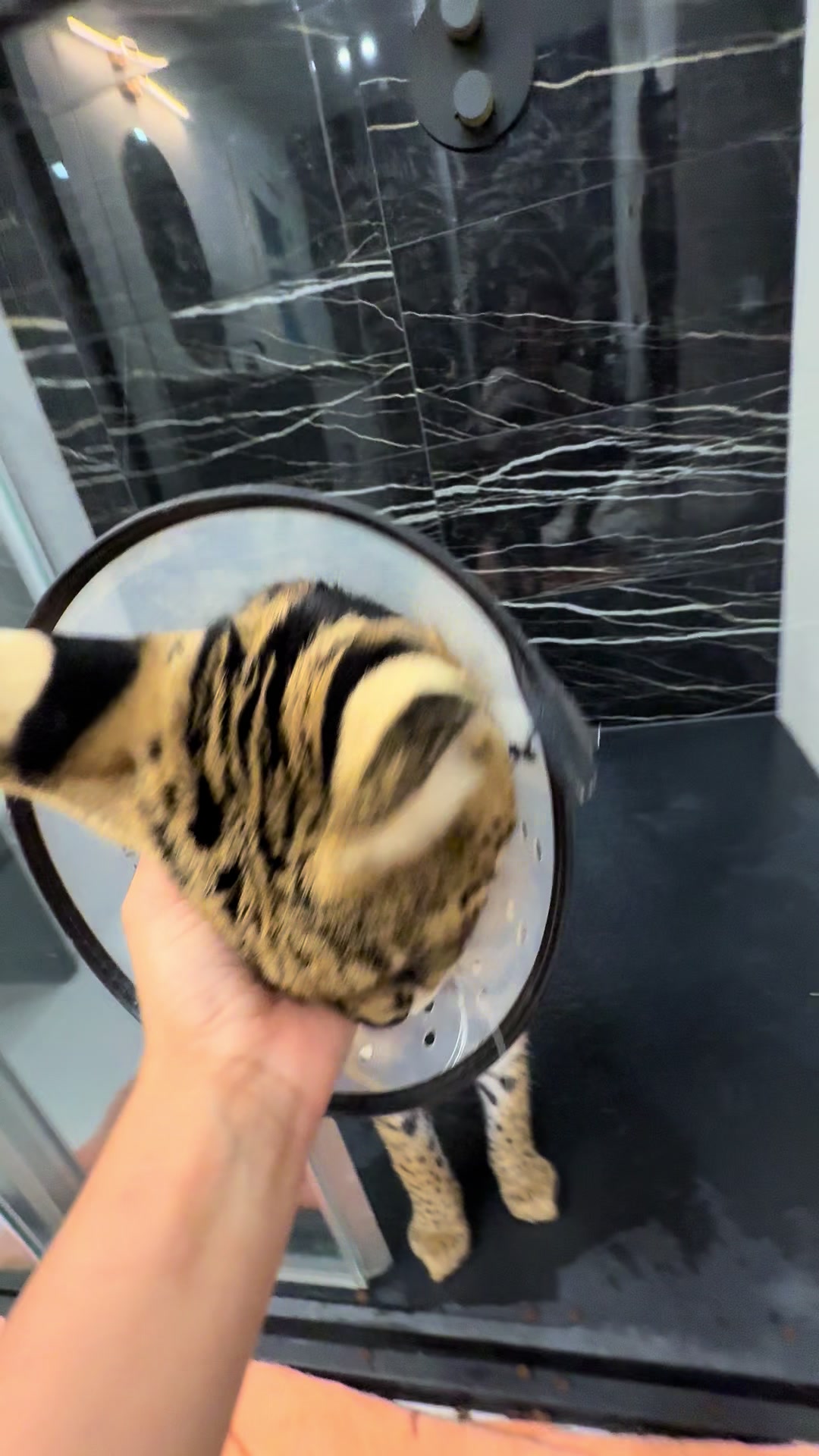 @milo the serval