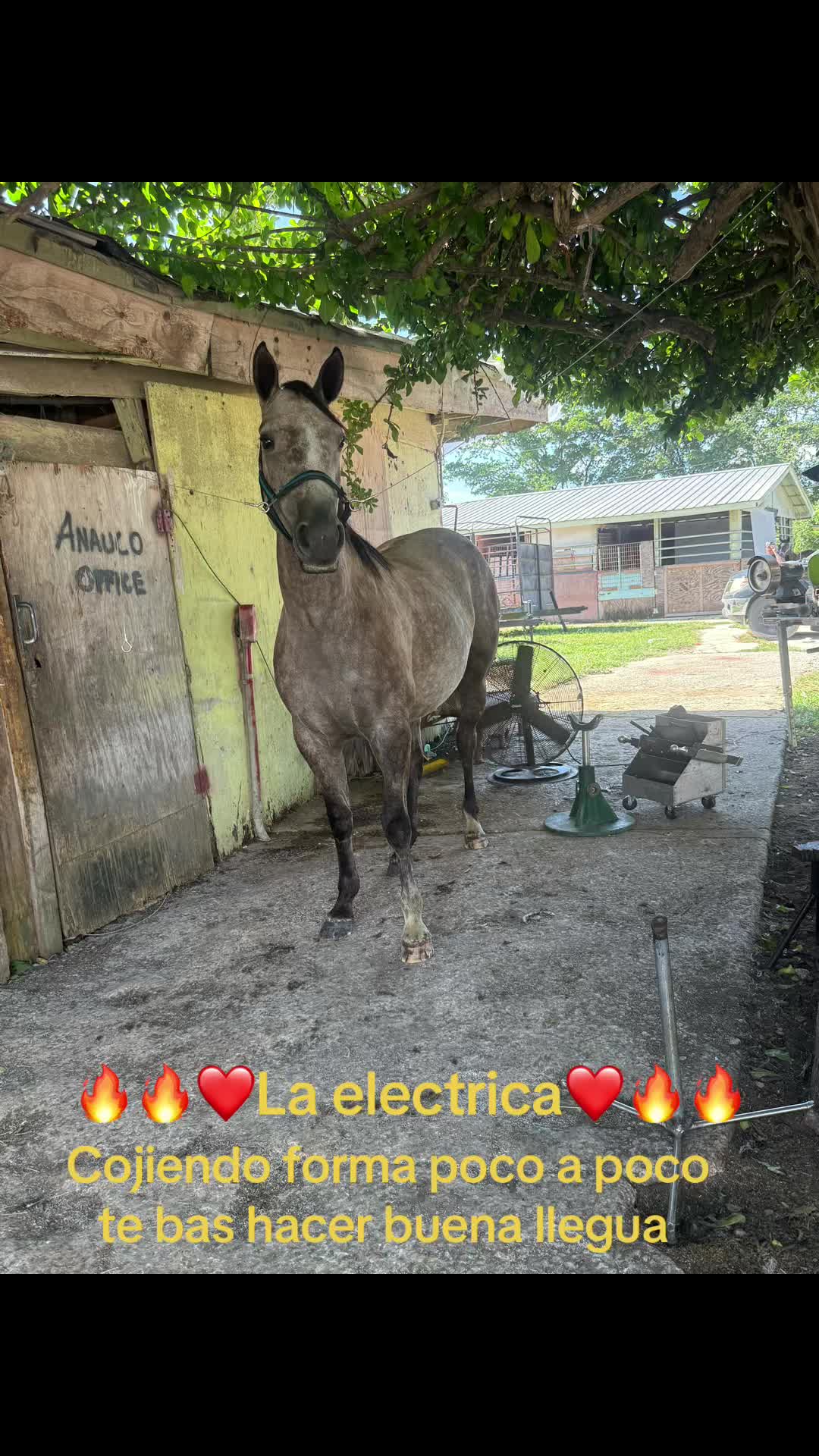 @🔥🔥❤️EL FEO ❤️🔥🔥
