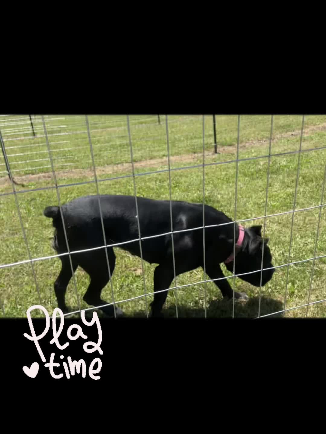 @Angie@k9kennels🐾