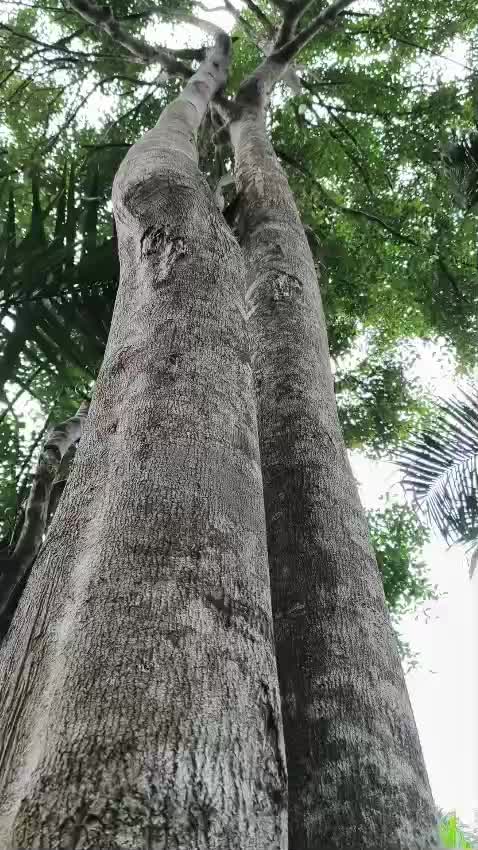 @Bah Tatang