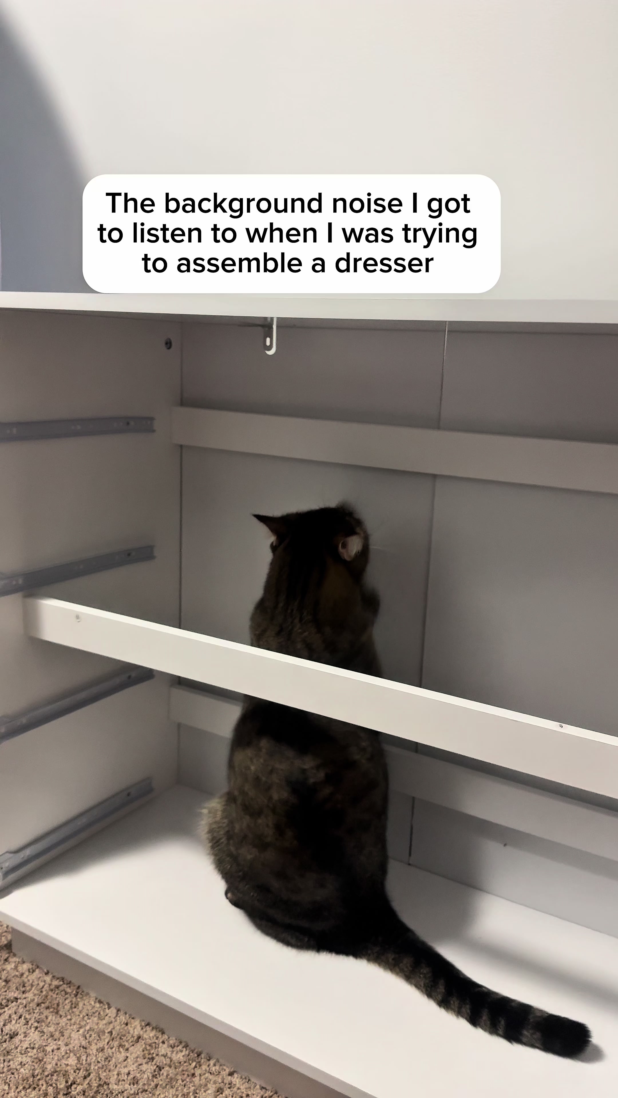 @Three Nawty Cats
