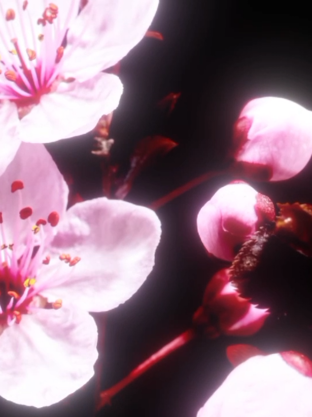 @XIII夕𓆣