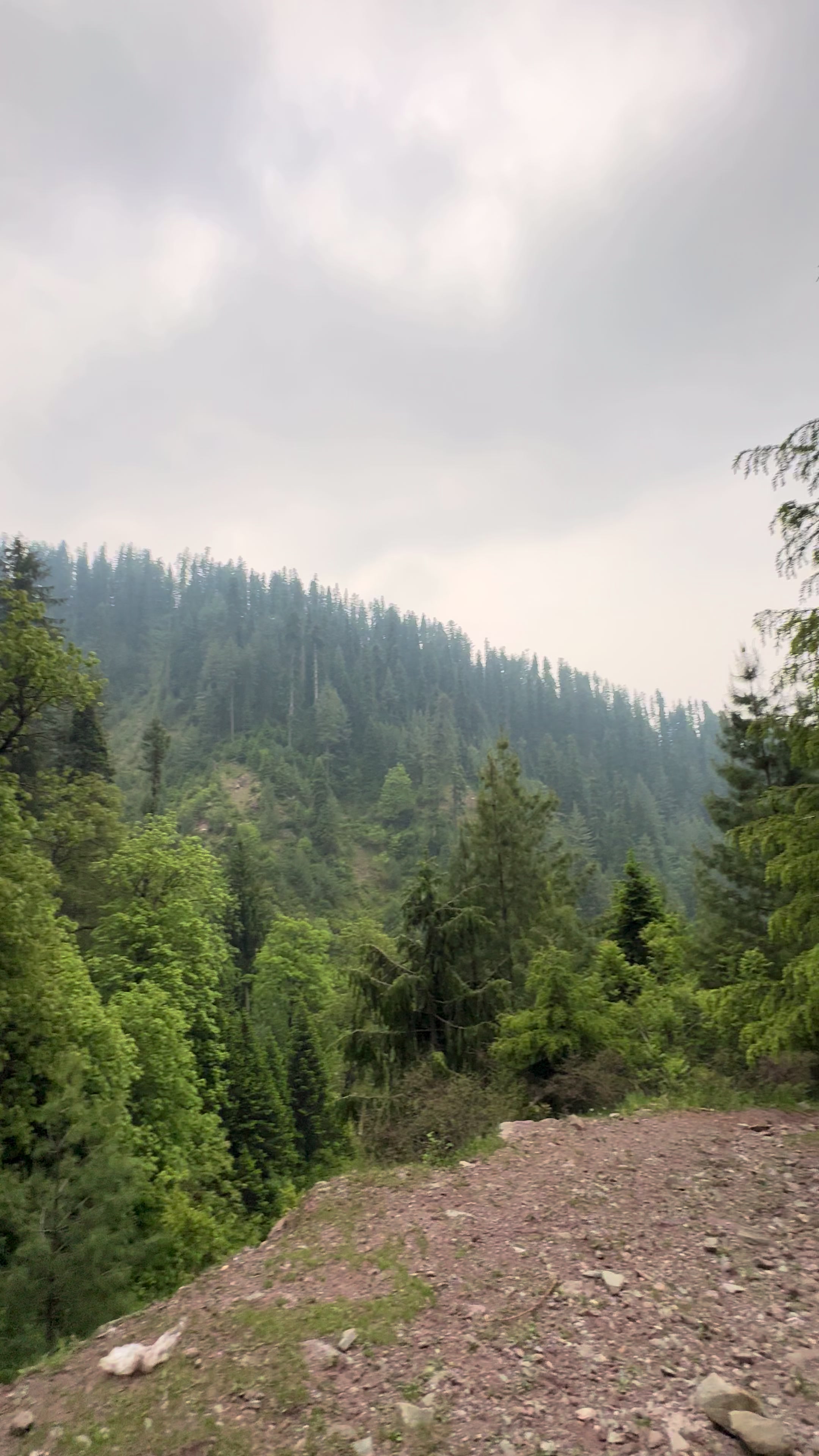 @Shogran Vibes
