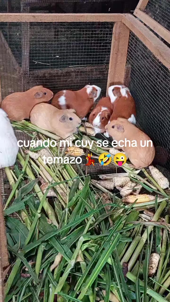 @🇵🇪lucy 🇬🇹pizan ♑🥰