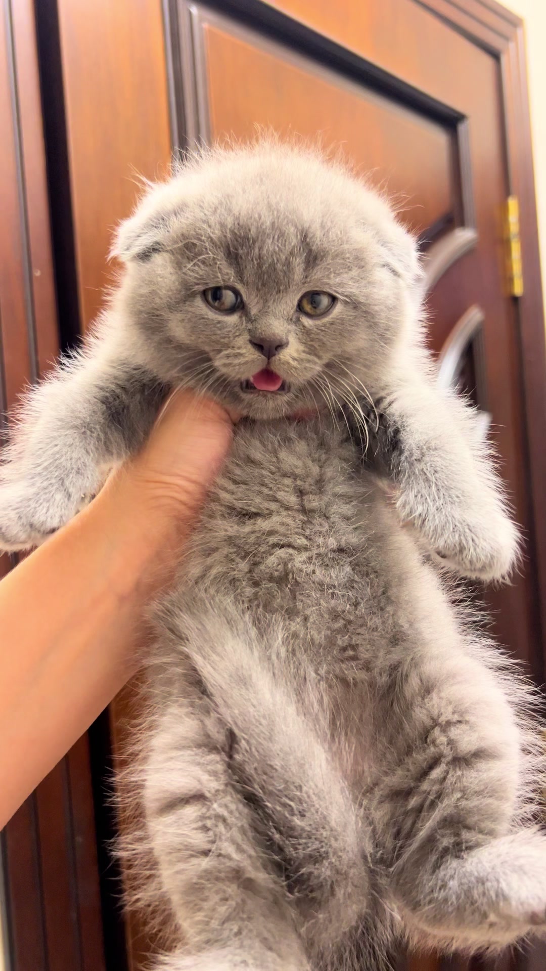 @kittens_uz