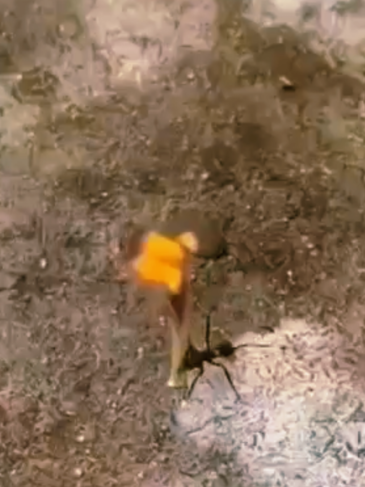 @𝐄𝐋𝐋𝐓𝐎