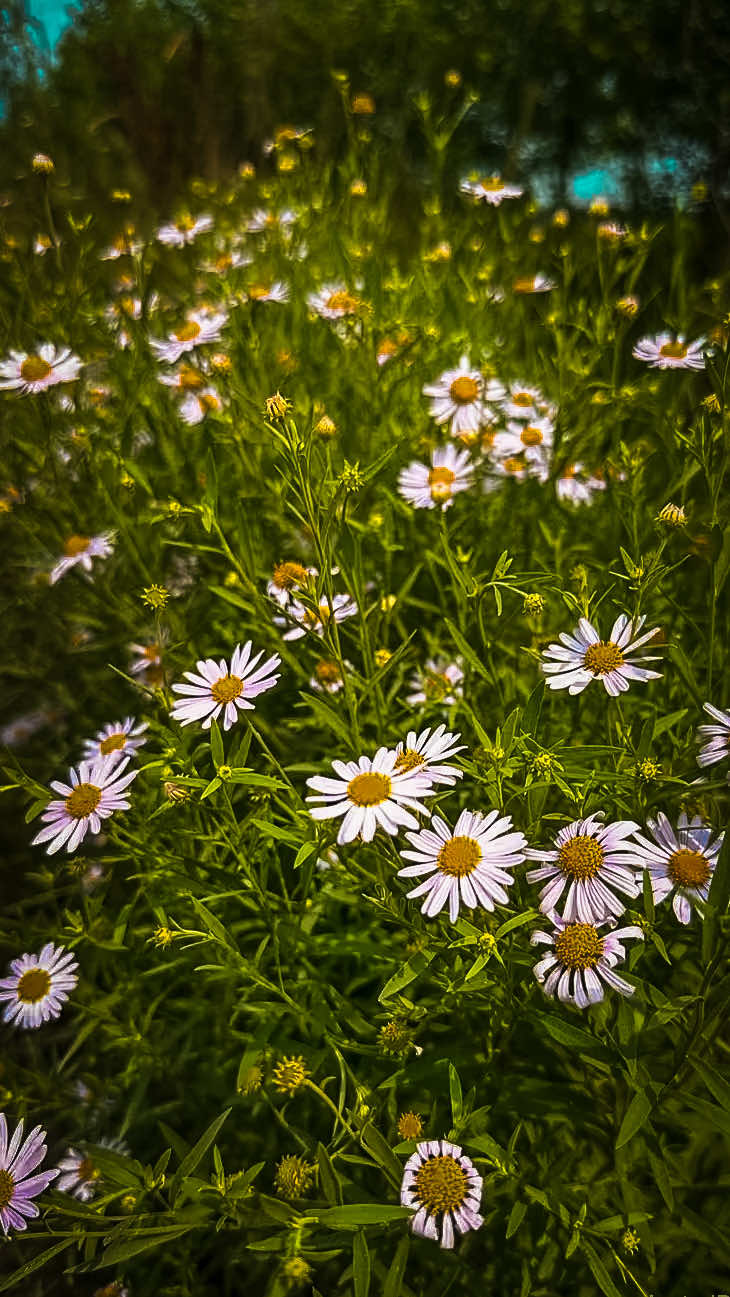 @𝑻𝒂̂𝒏 𝑻𝒉𝒊