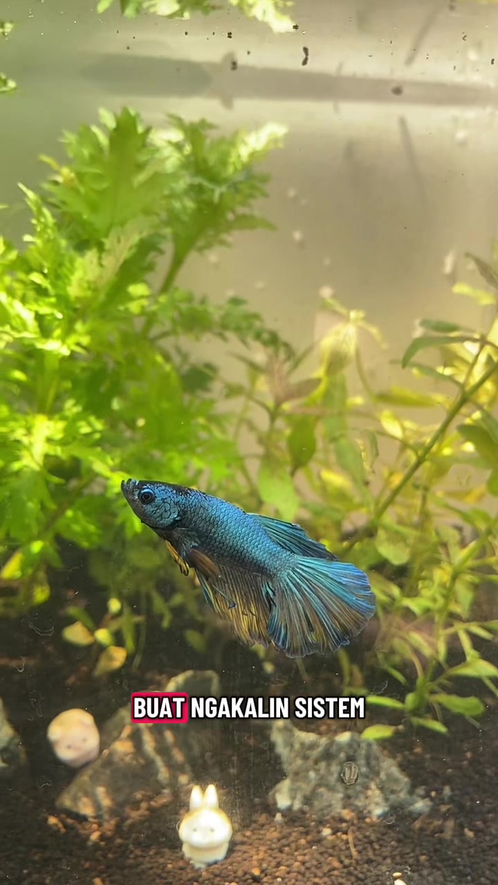 @Piara ikan di galon