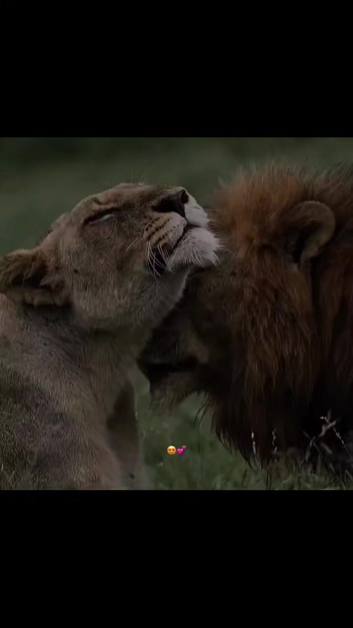 @𝐅𝐚𝐧𝐬 𝐬𝐚𝐦𝐚𝐫𝐚