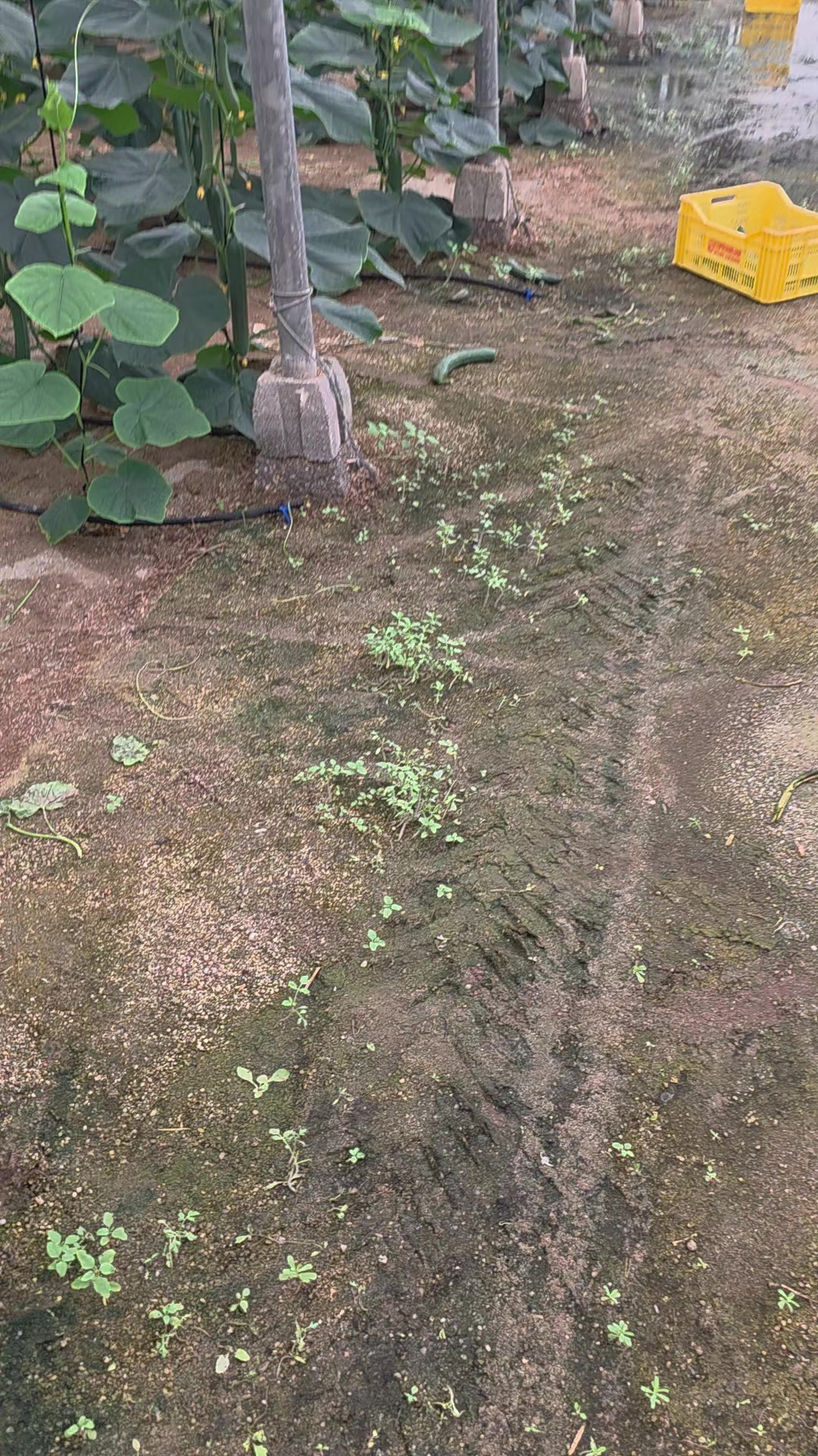 @El Extensionista del Agro