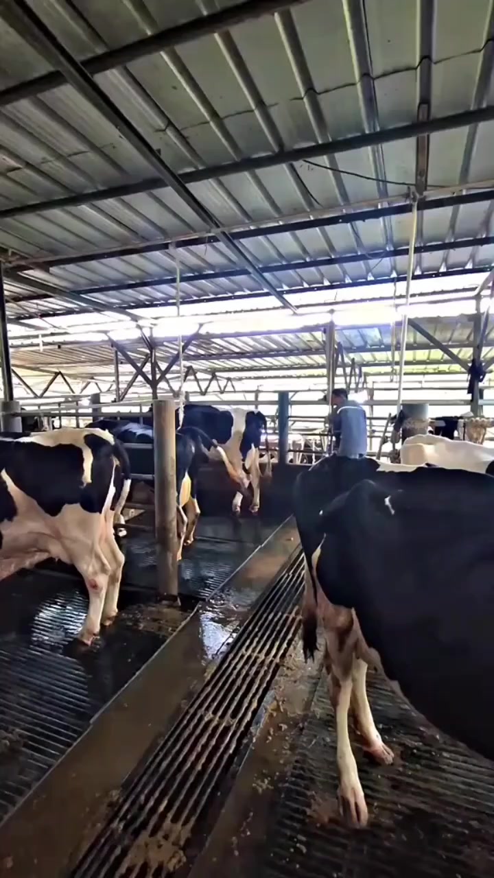 @ADAM MILK FARM