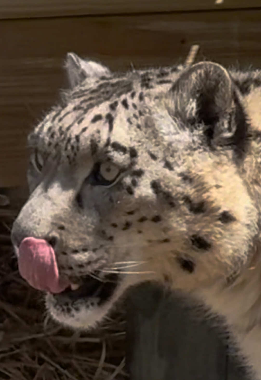 @The Wildcat Sanctuary