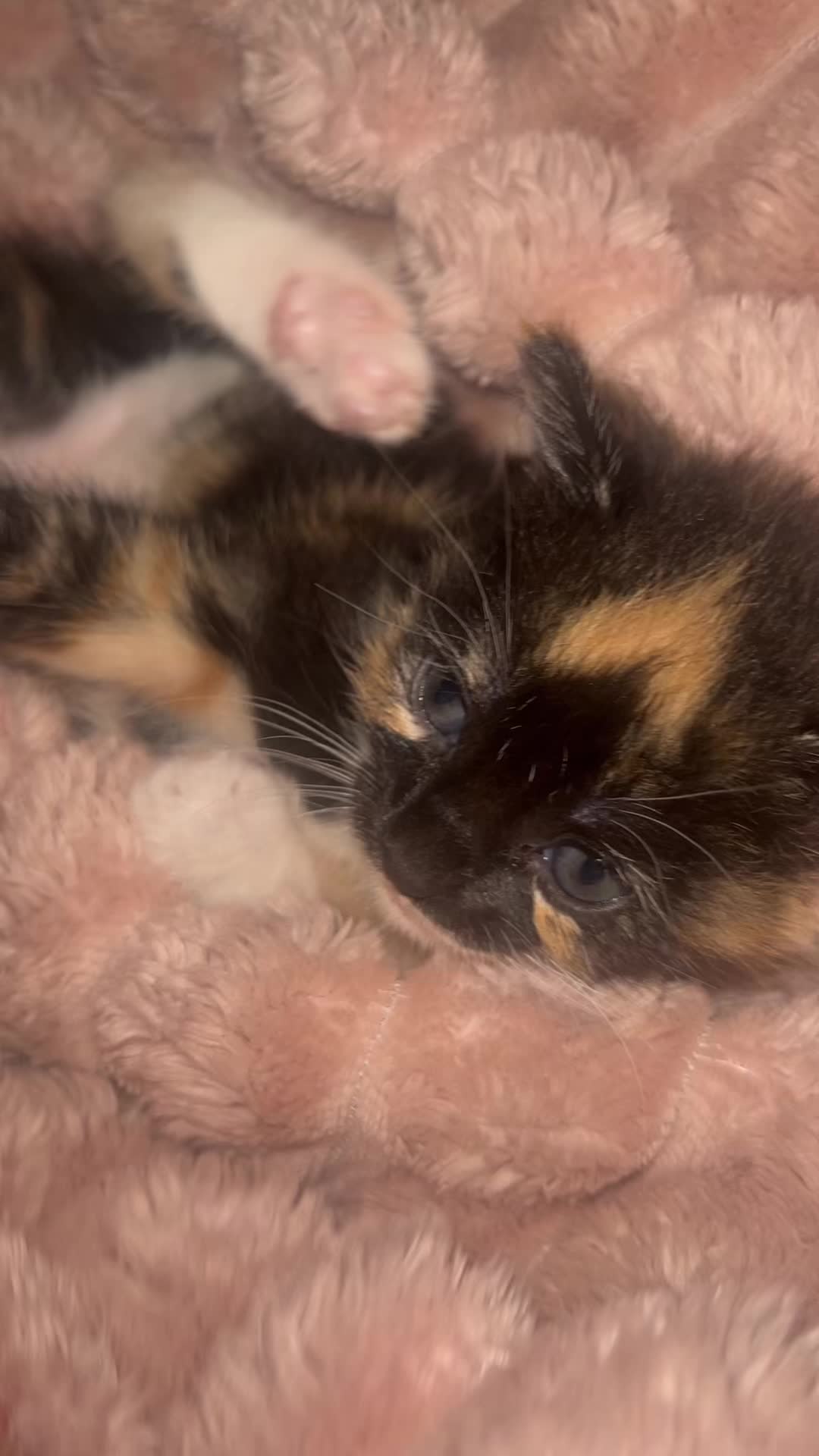 @kittencattuff