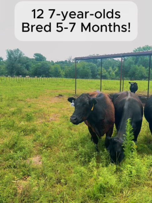 @Rutherford Land and Cattle