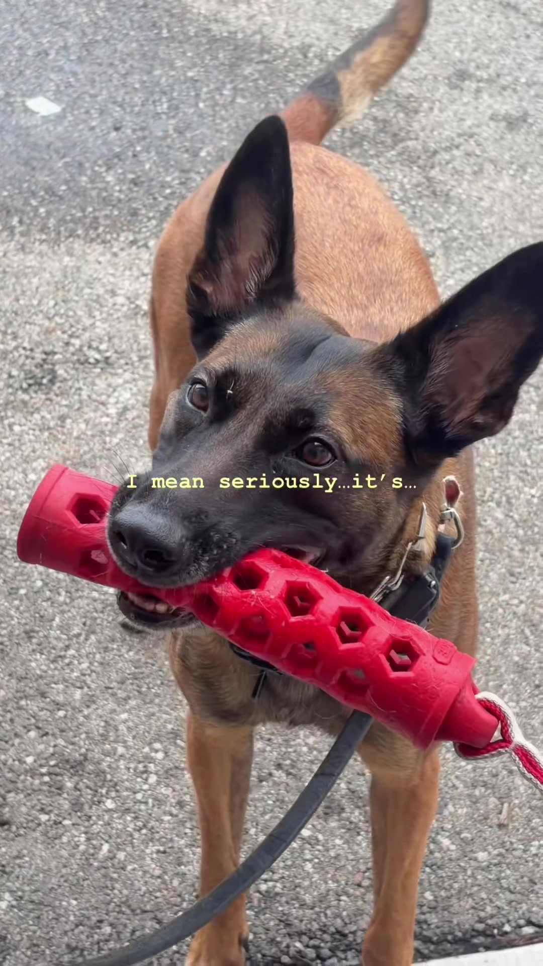 @dogstrainjen