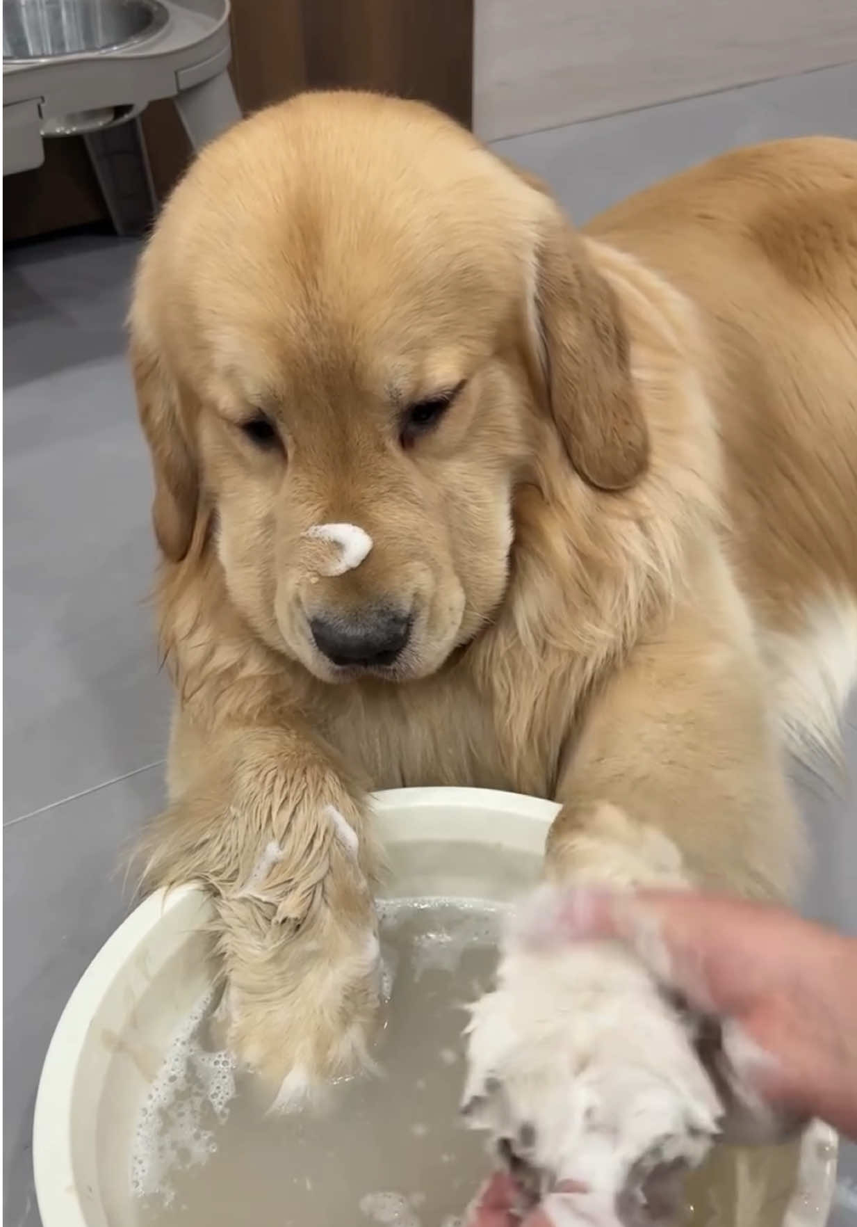 @kolom_golden_retrievers