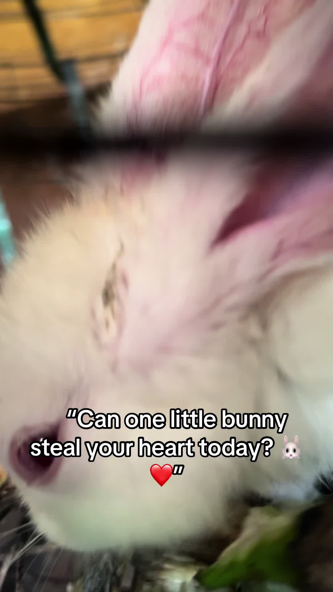 @florianpets