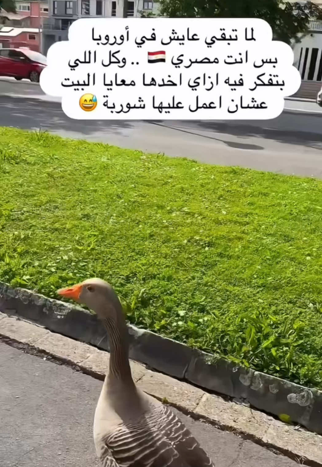 @Mohamed Shafik