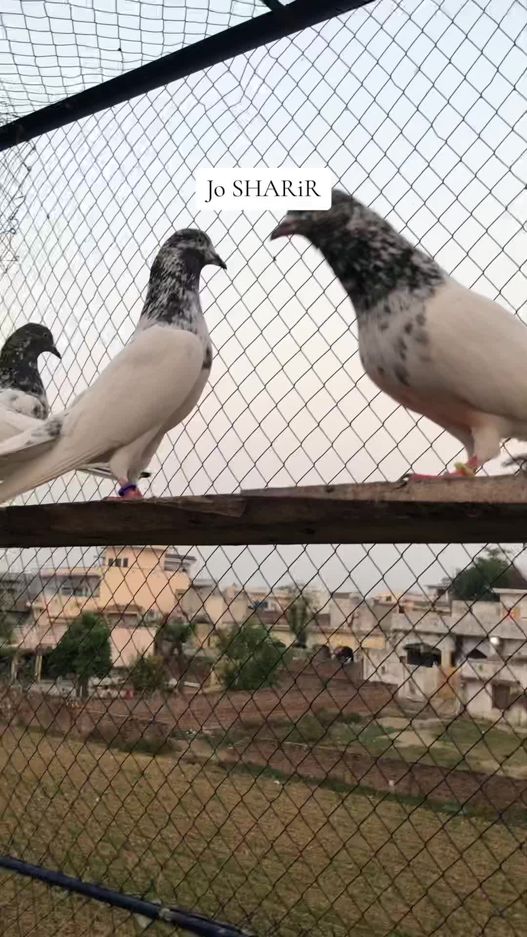 @Malik Shehzad