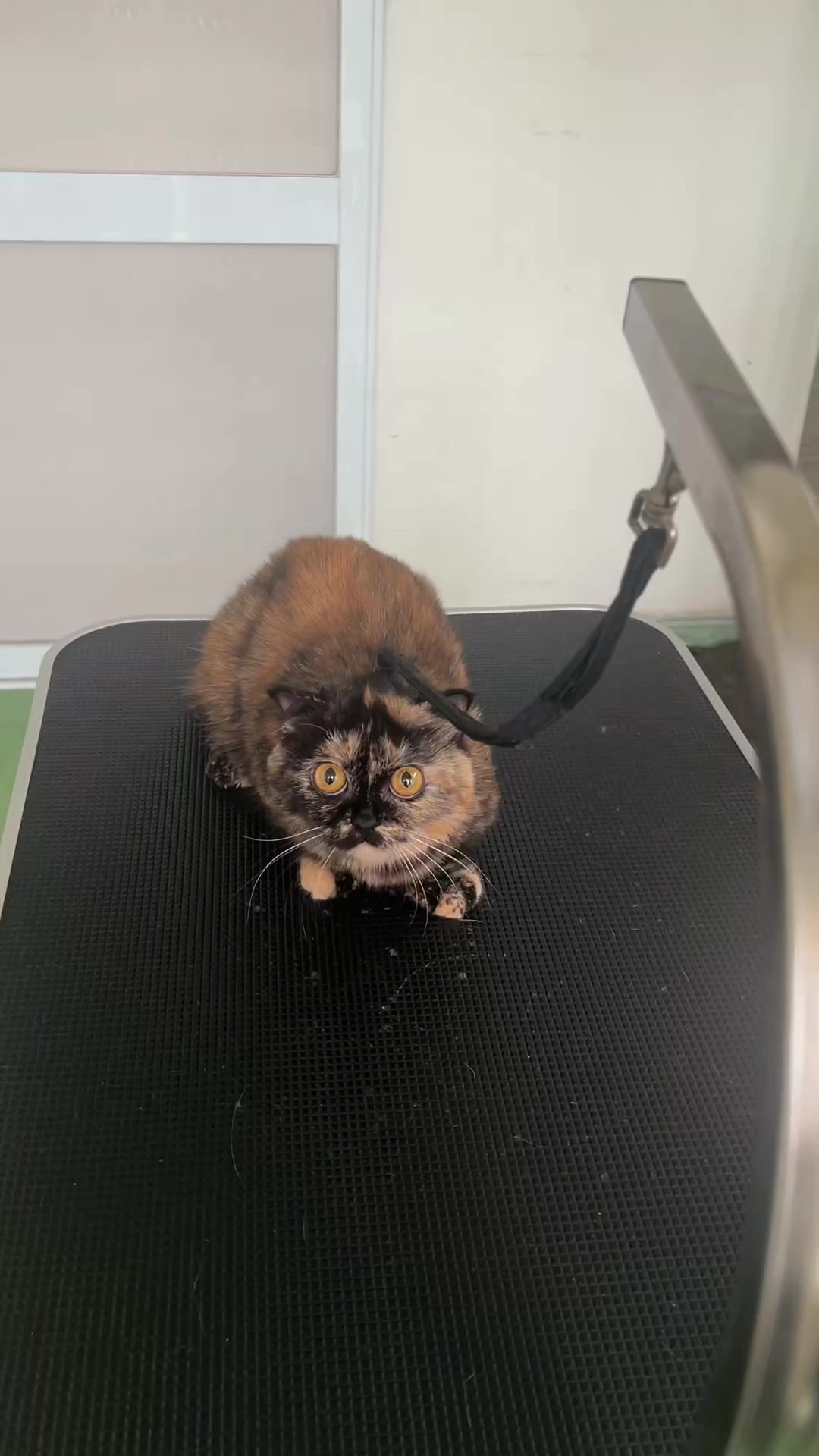 @TiTi Pet