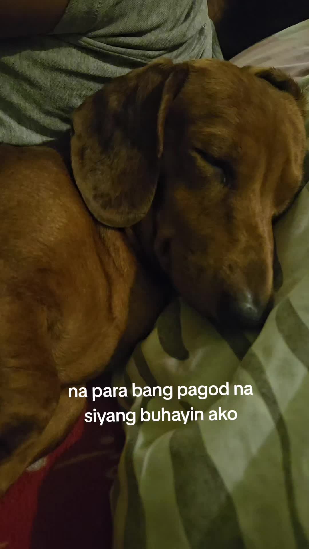 @avocado