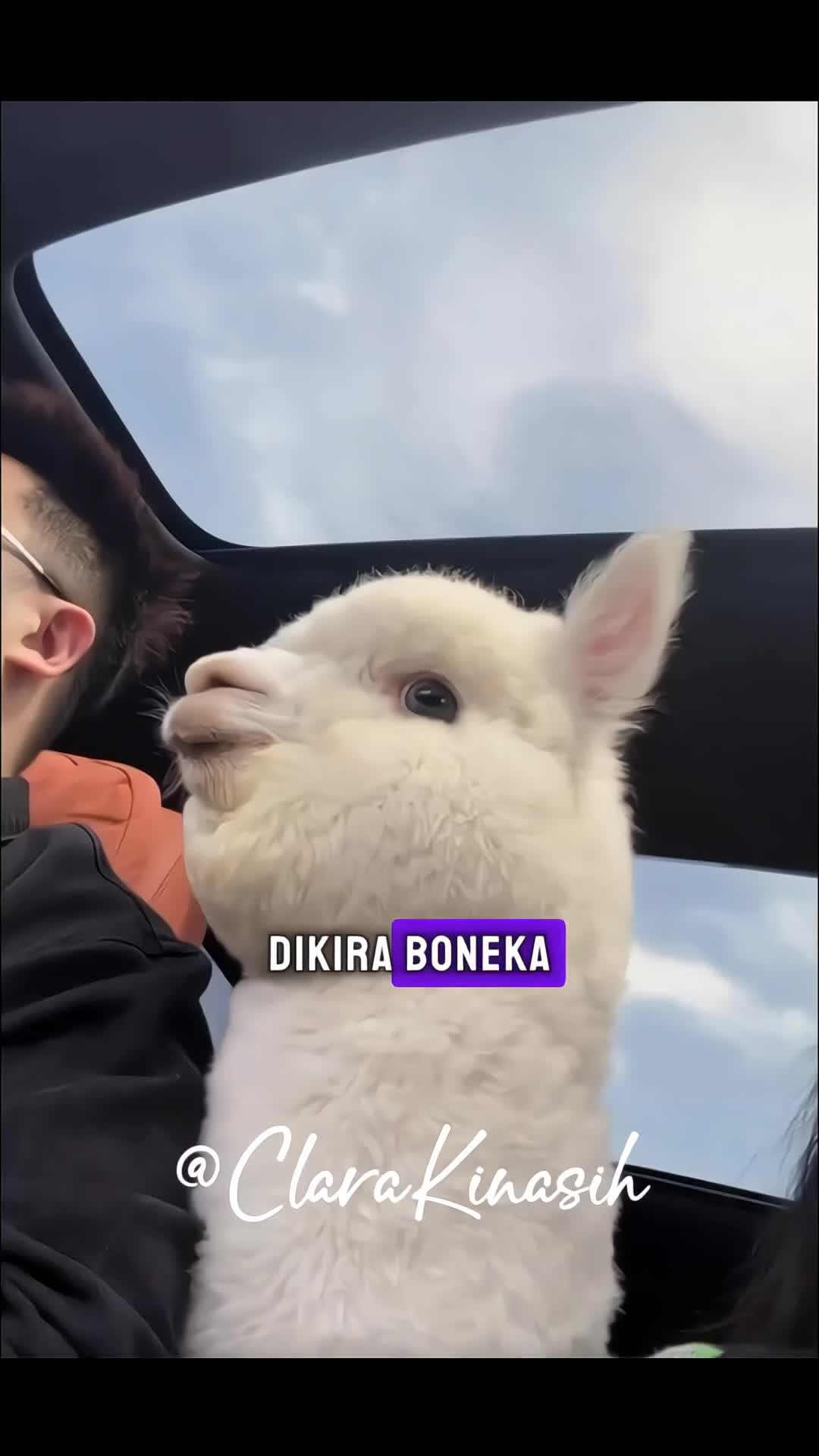 @Clara Kinasih AR