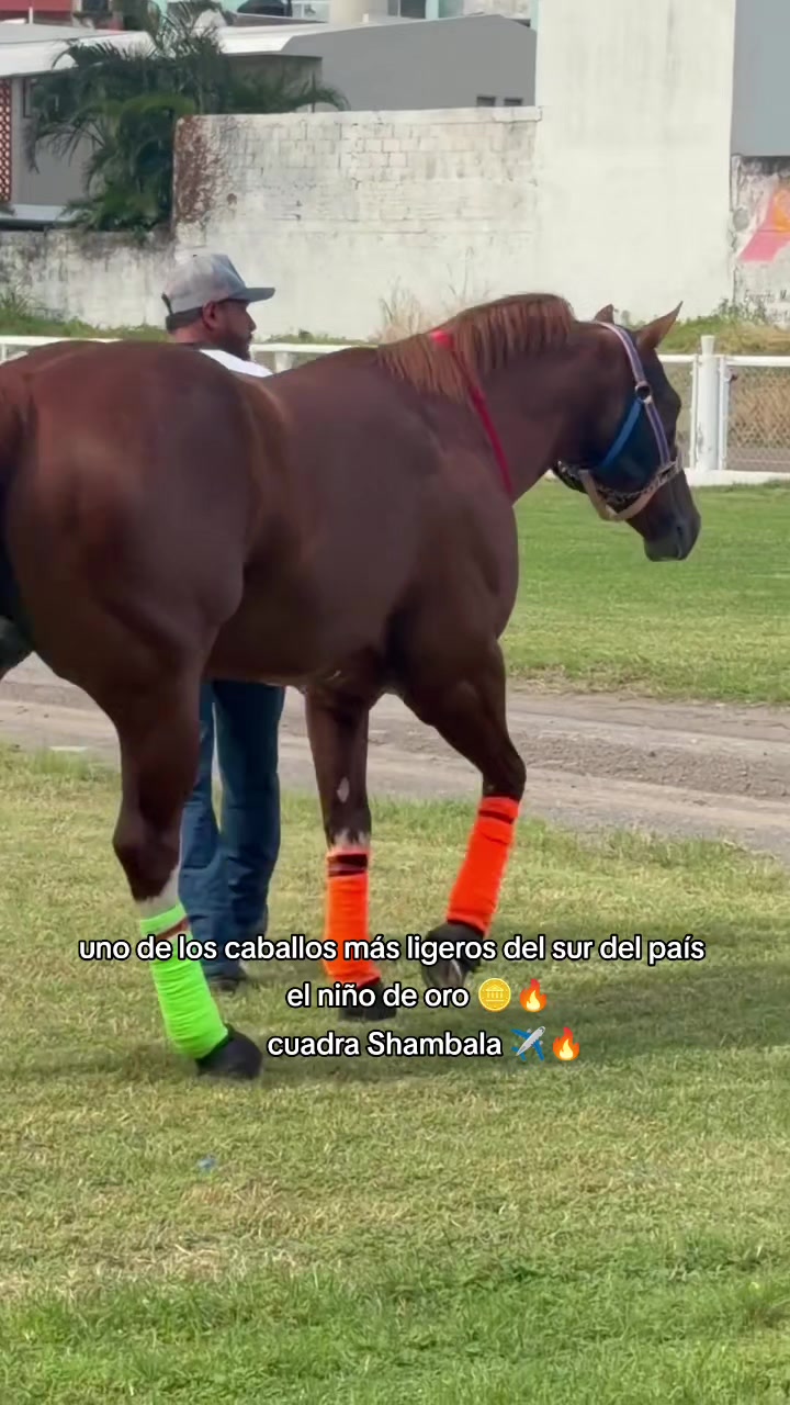 @carriles altos de jalisco🐎