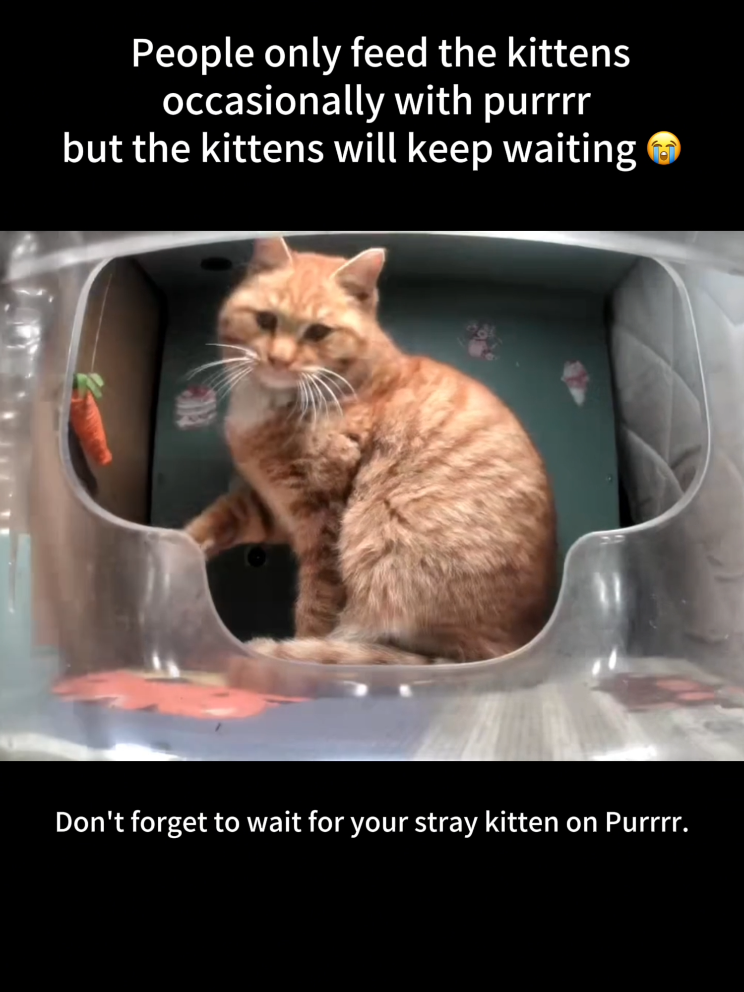 @Purrrr_eliza17