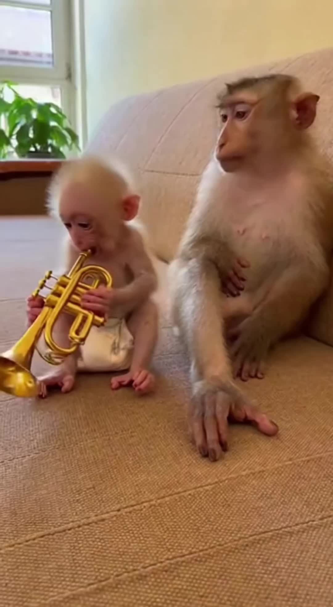 @monkeyfuntime