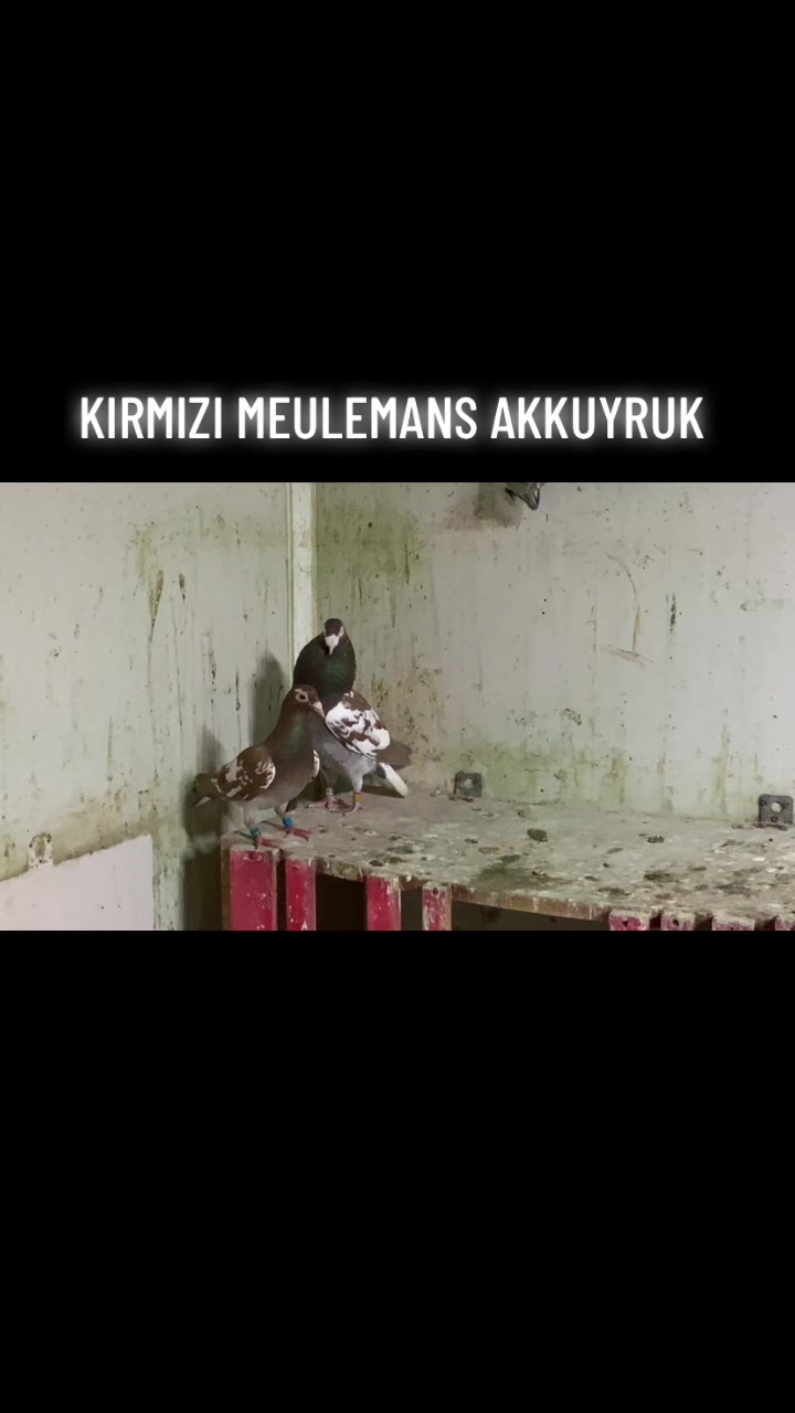 @ⒼİSMAİL ACARⒼ