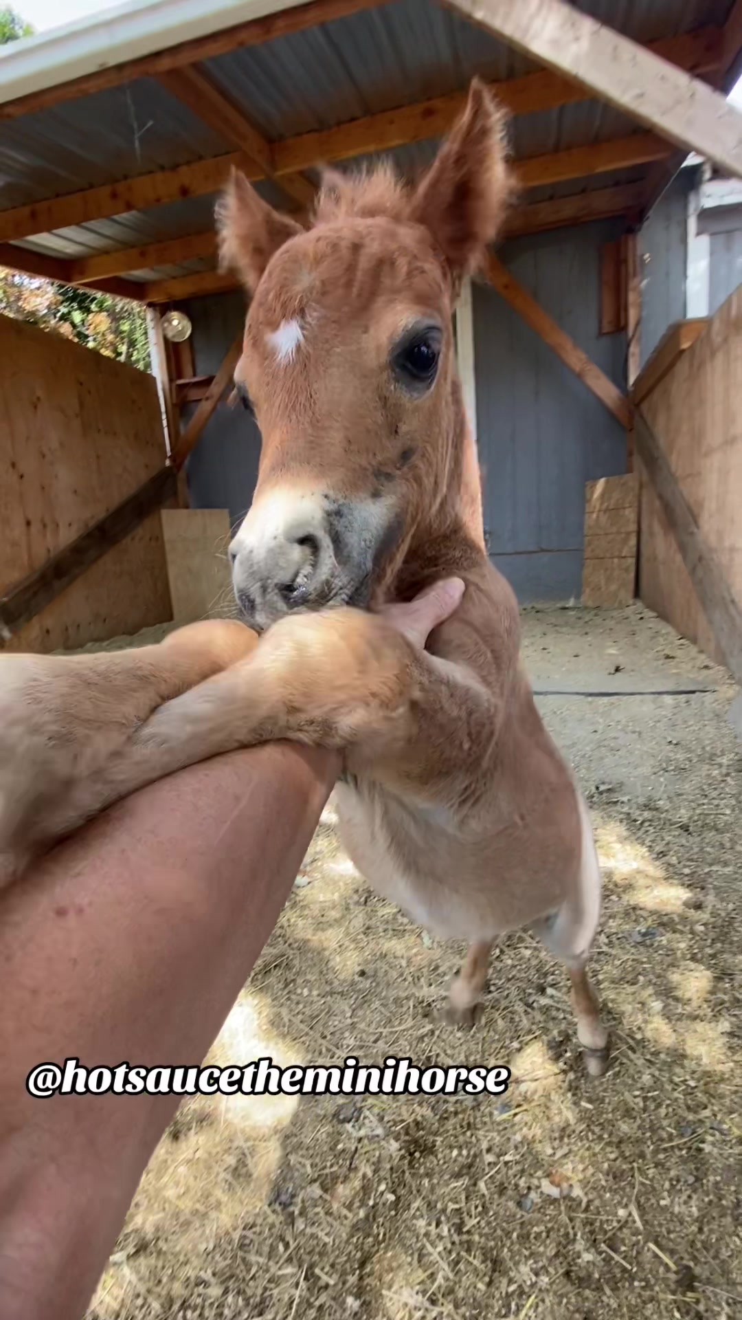@Hot Sauce the Mini horse 🐎