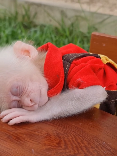 @Monkey TP