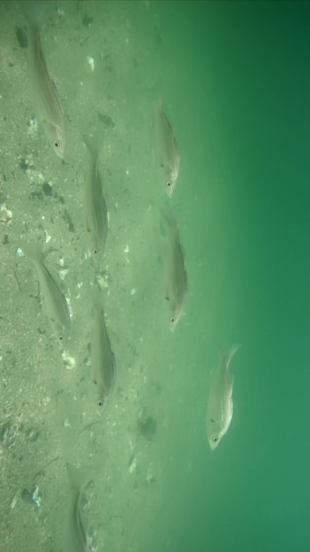 @水中ドローンマン