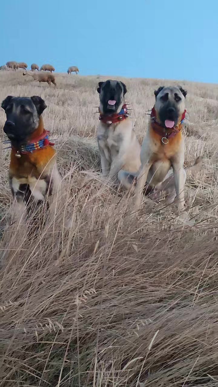 @🇹🇷 Murat Çıtak 🇹🇷