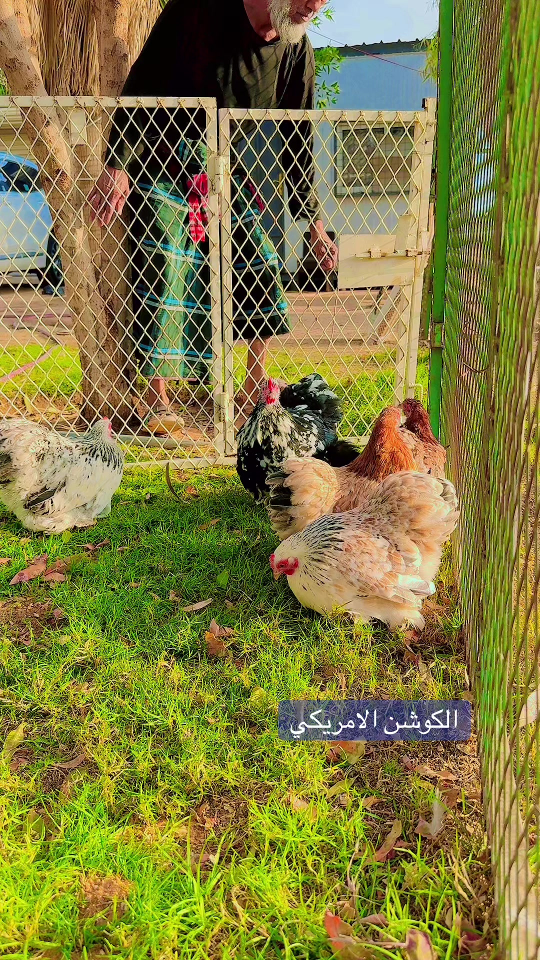 @نوادر الدجاج الزينه