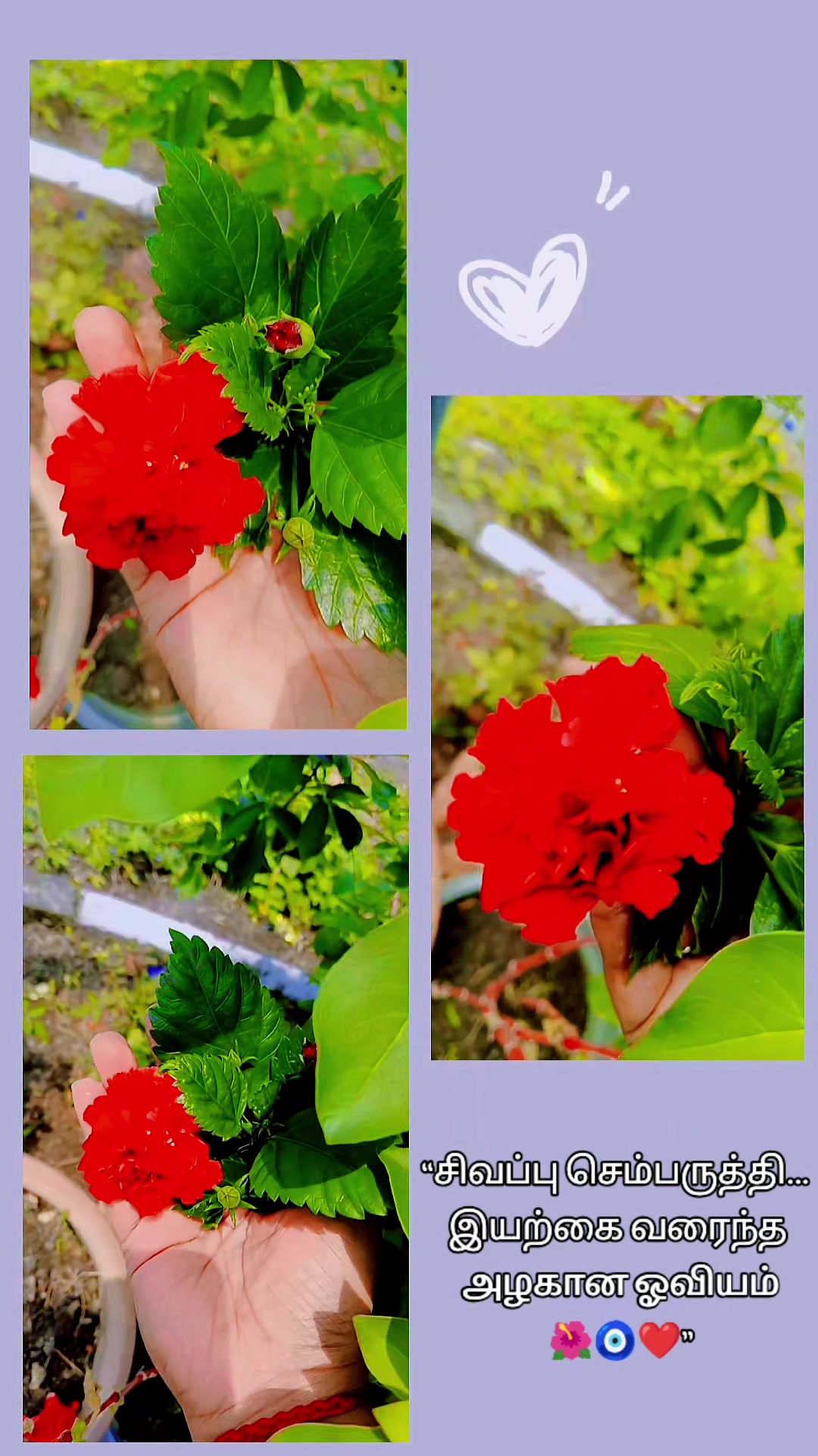 @🐻🌹V🌻💛SHA🤍🌻T🌹🐼