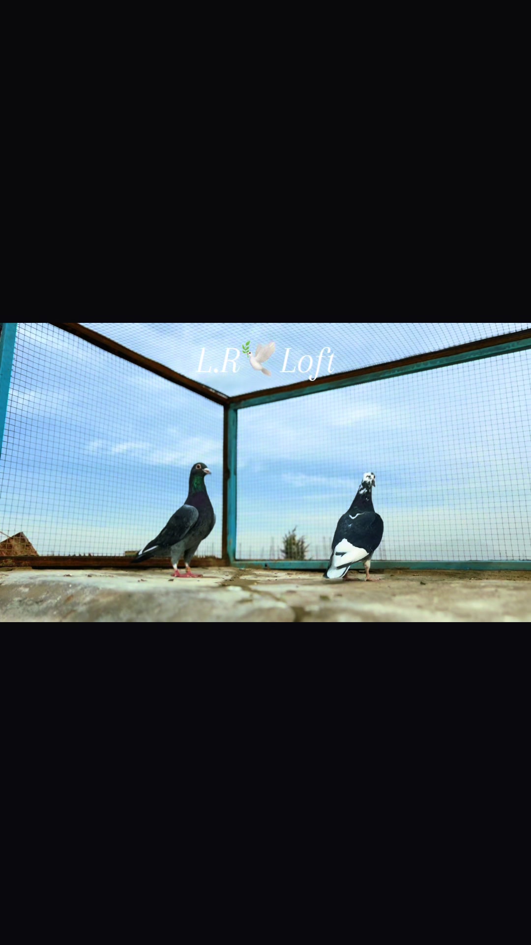 @🕊️L.R .Loft.Q.z.Meer&rsquo;s.Loft🦅