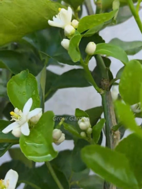 @Grow Garden | Plantas