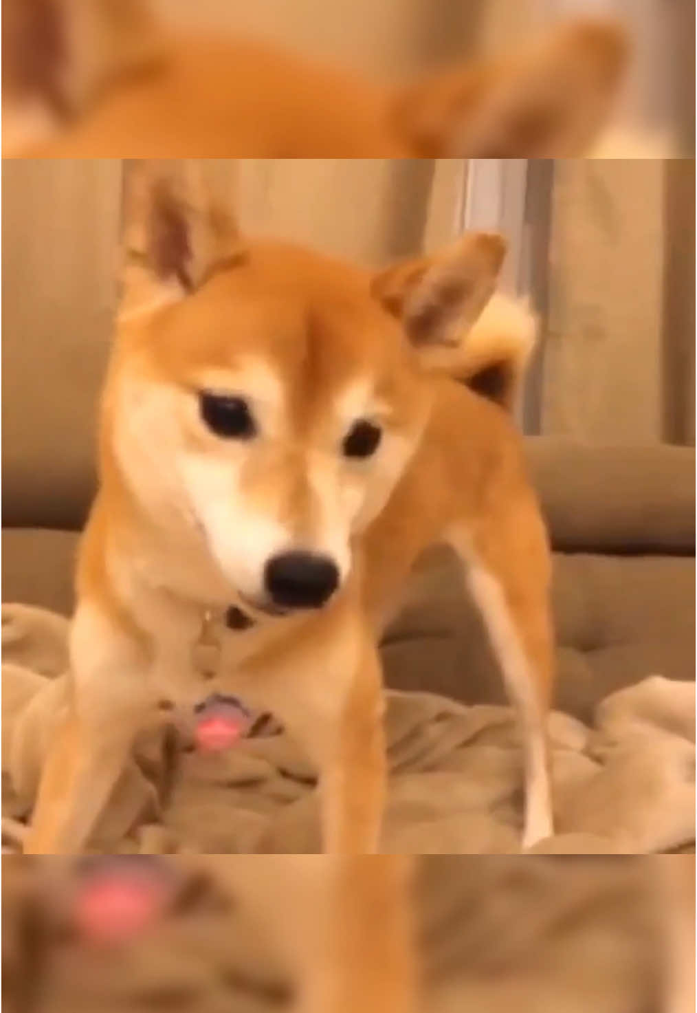 @cute dogs channel
