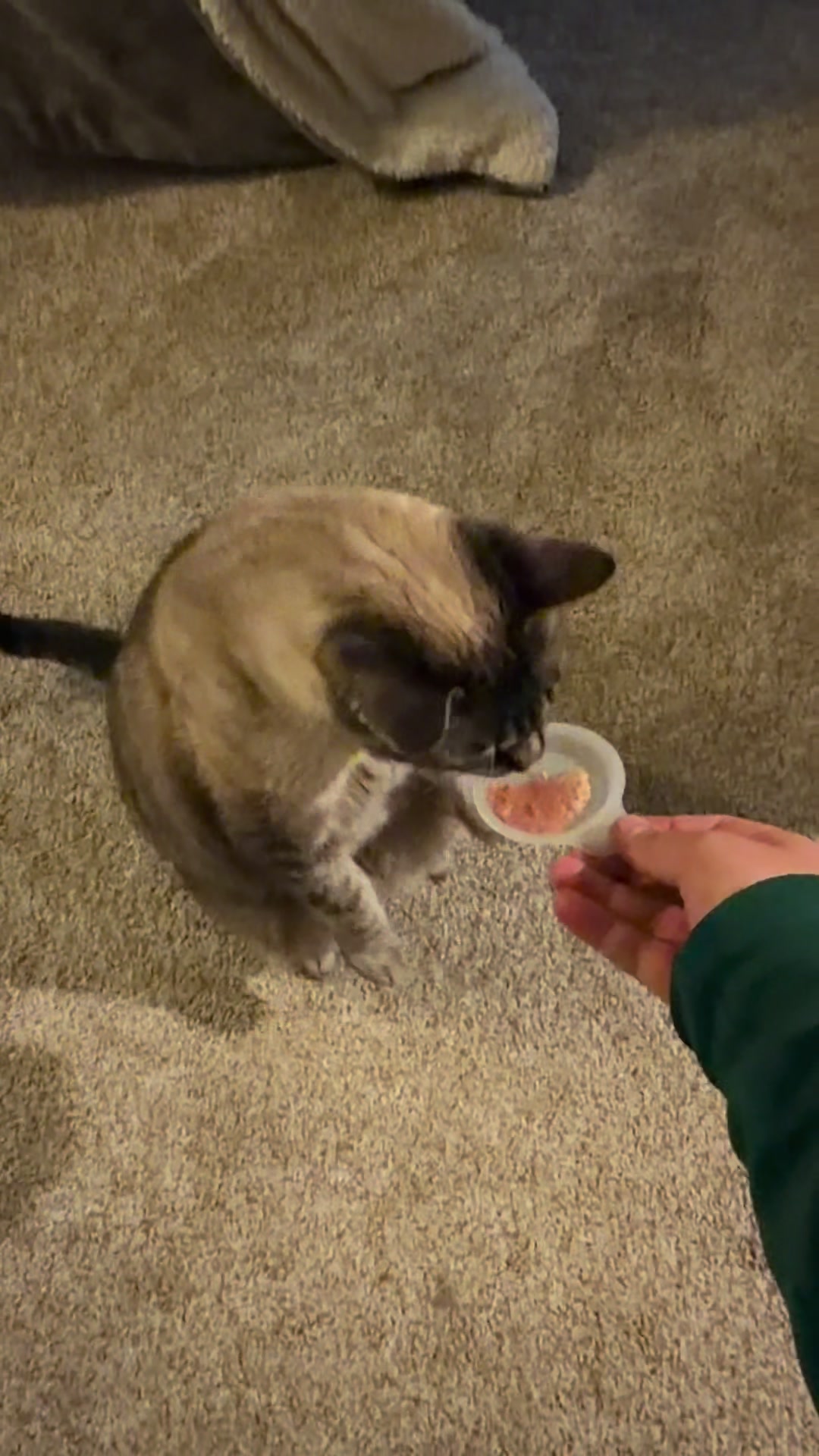 @PepperTheCat