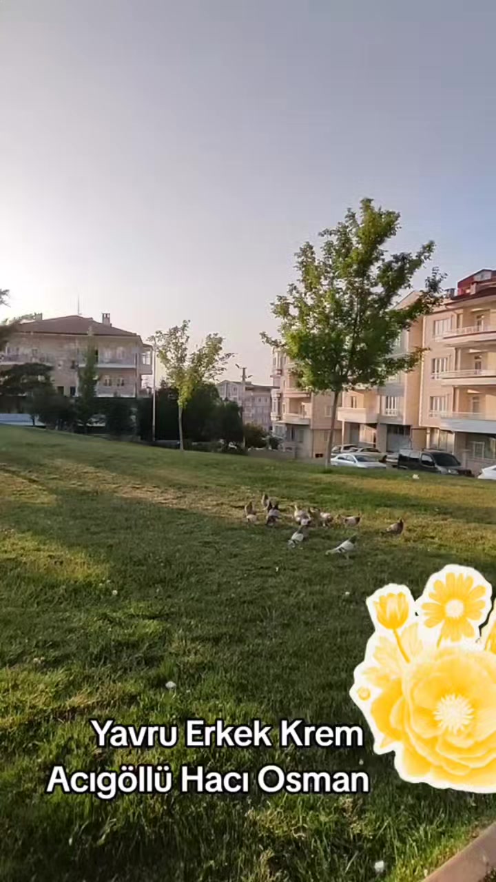 @Hacı Osman Tanrıkulu