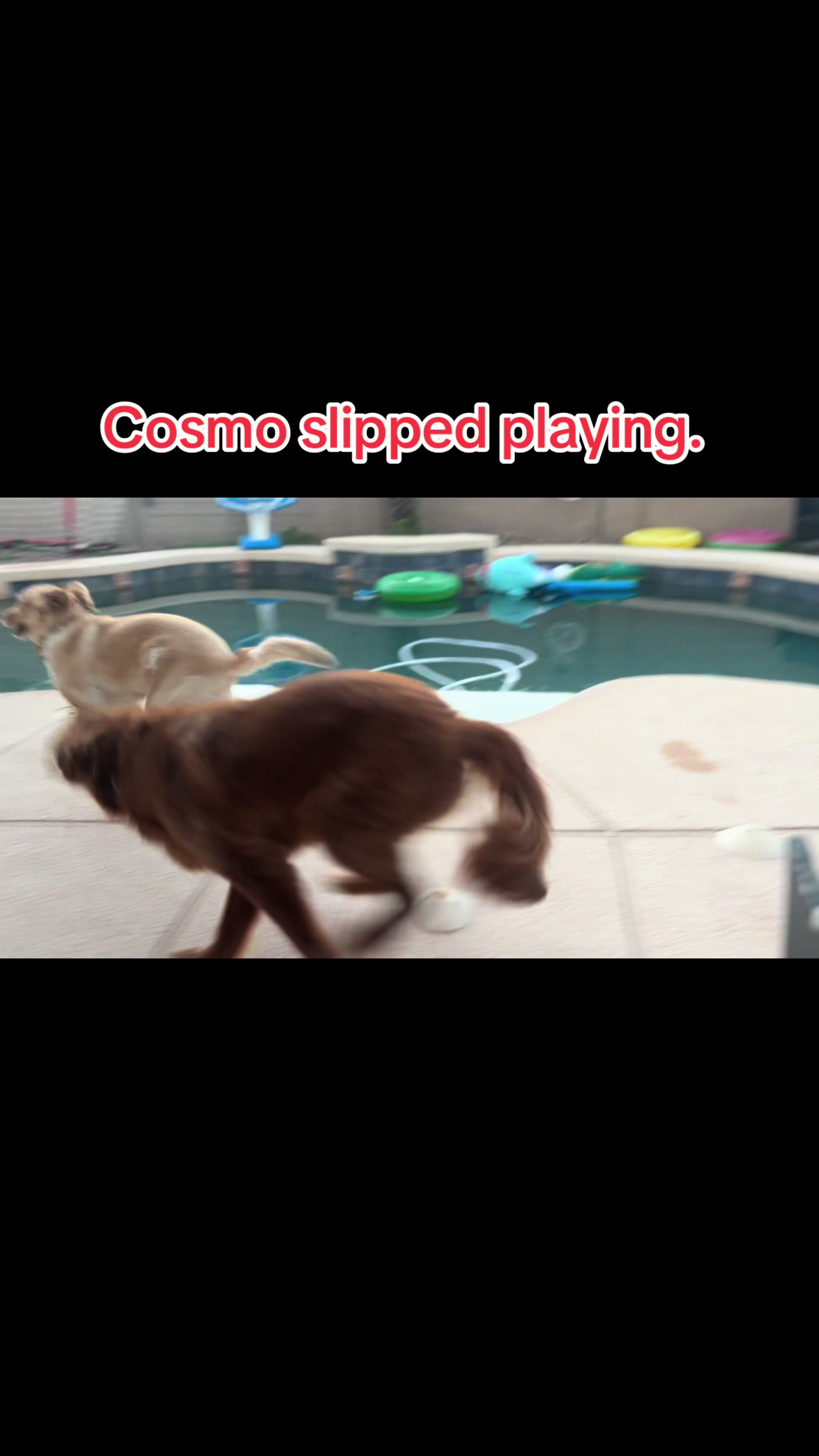 @Furries on the Loose