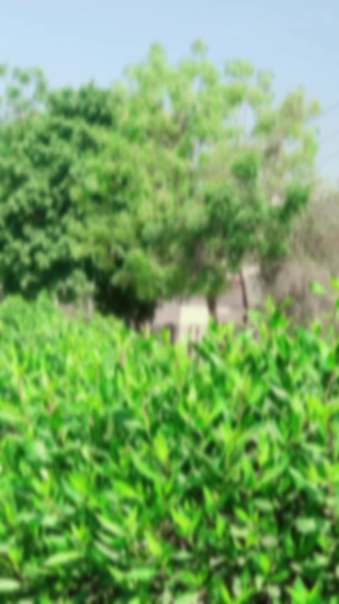@najaf ali 786
