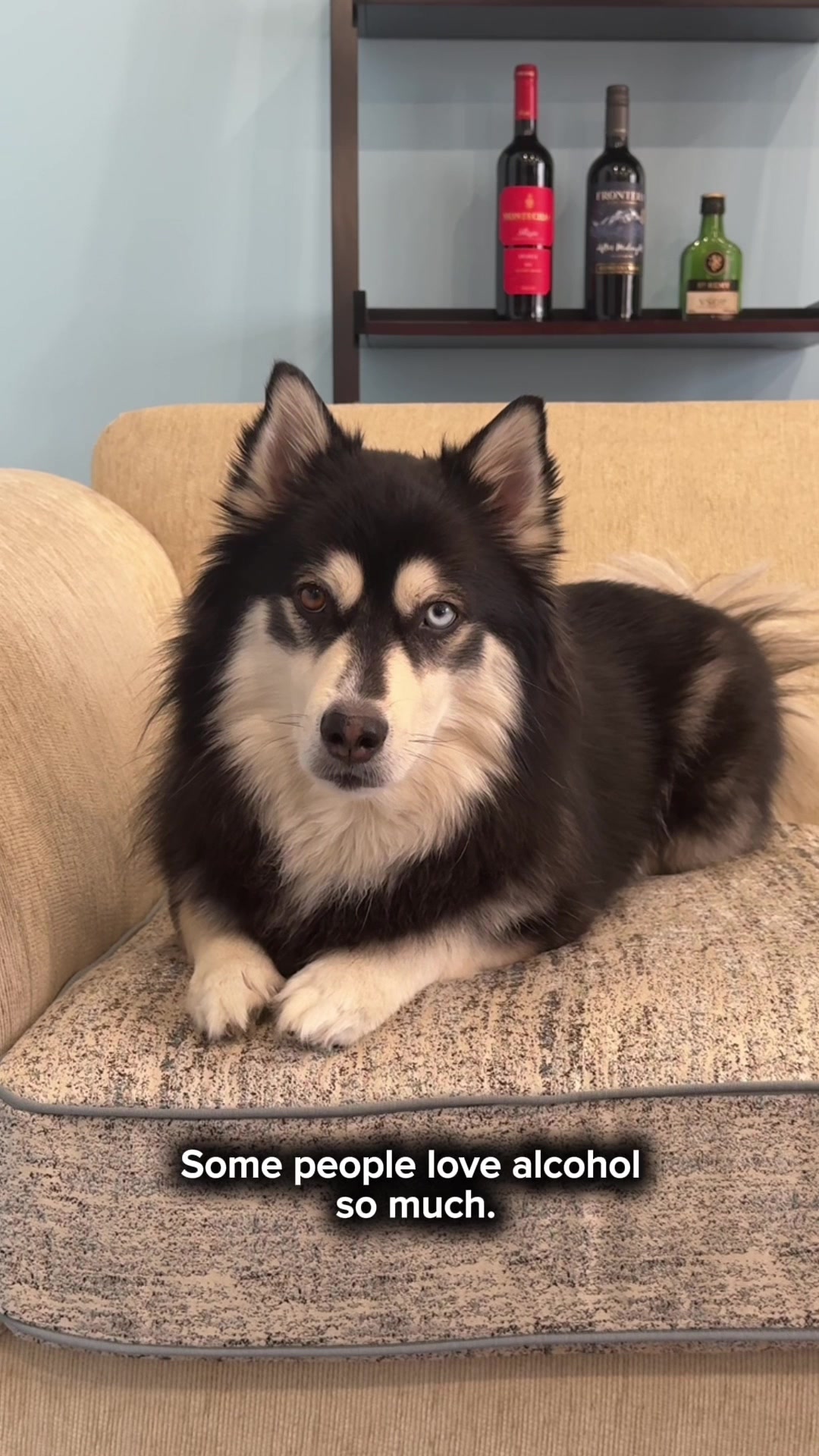 @Zeus the Pomsky🐾