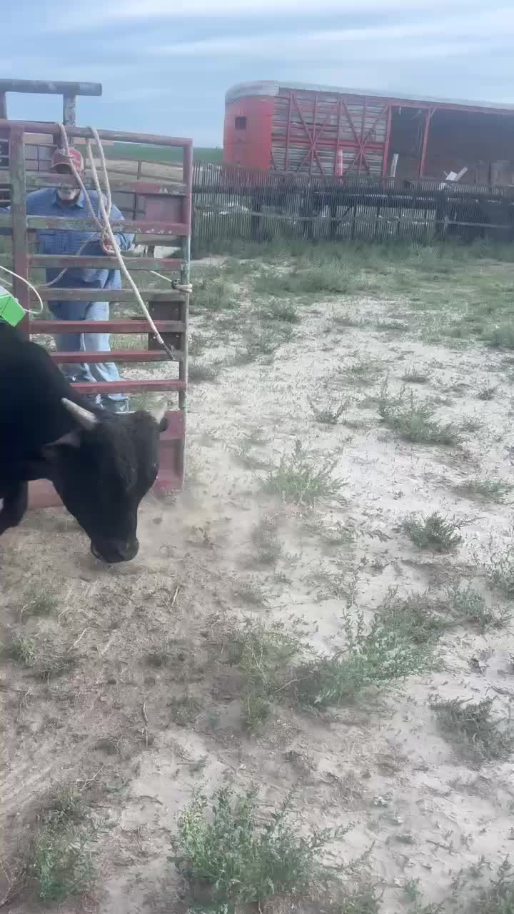 @B&G Bucking Bulls