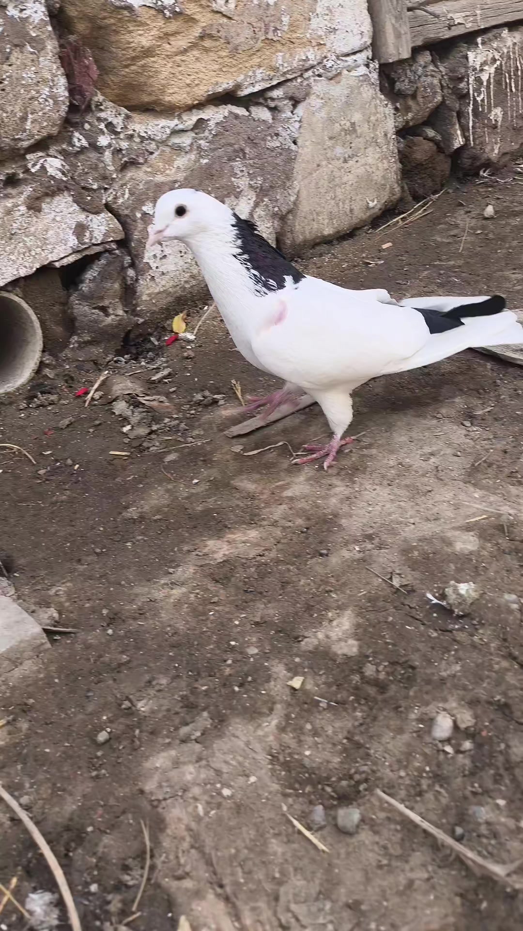 @Nihad _052_