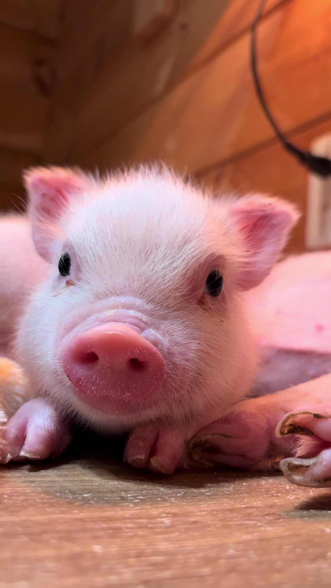 @pignic