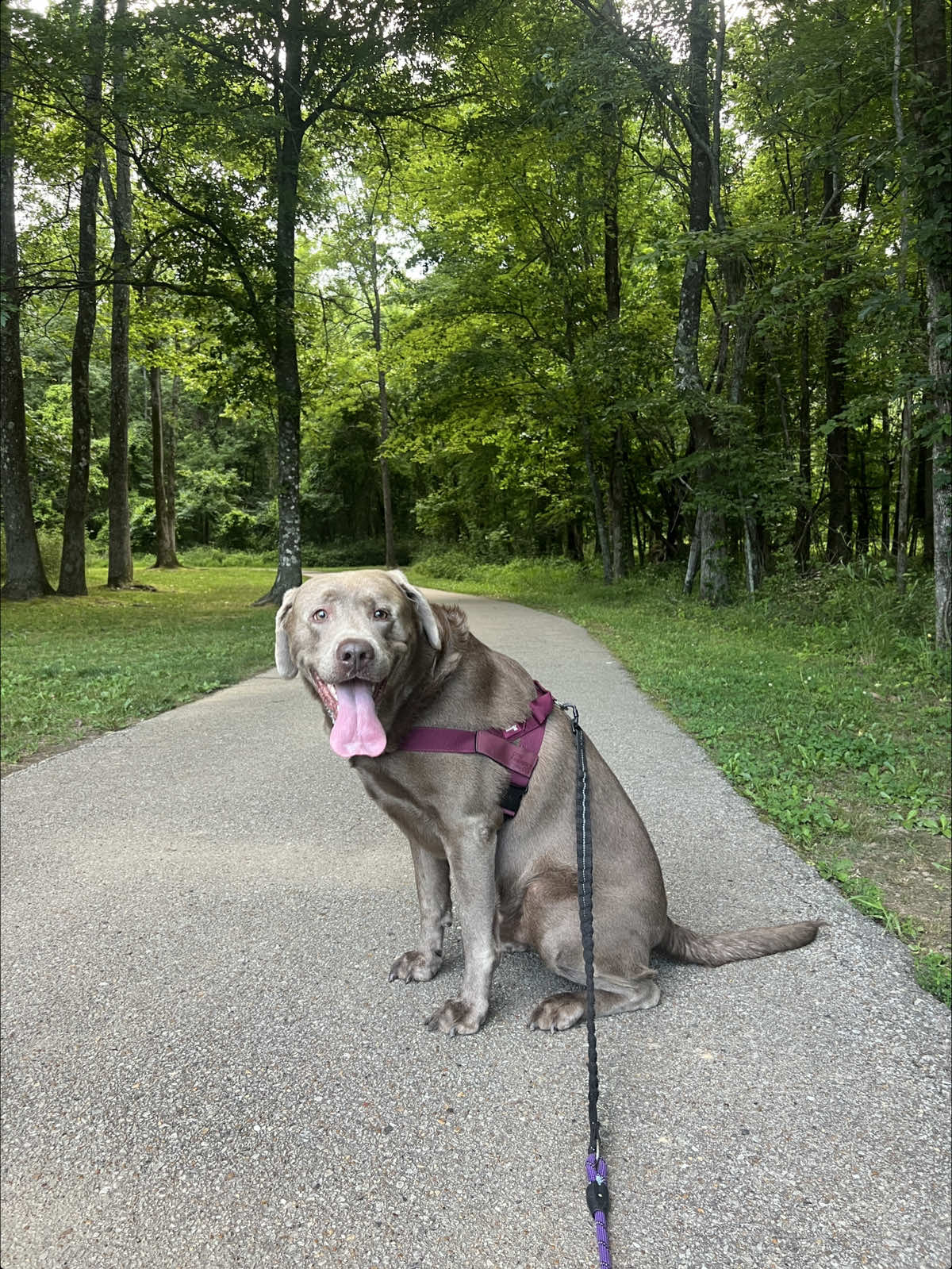 @Hank the Tank | Silver Lab 🩶