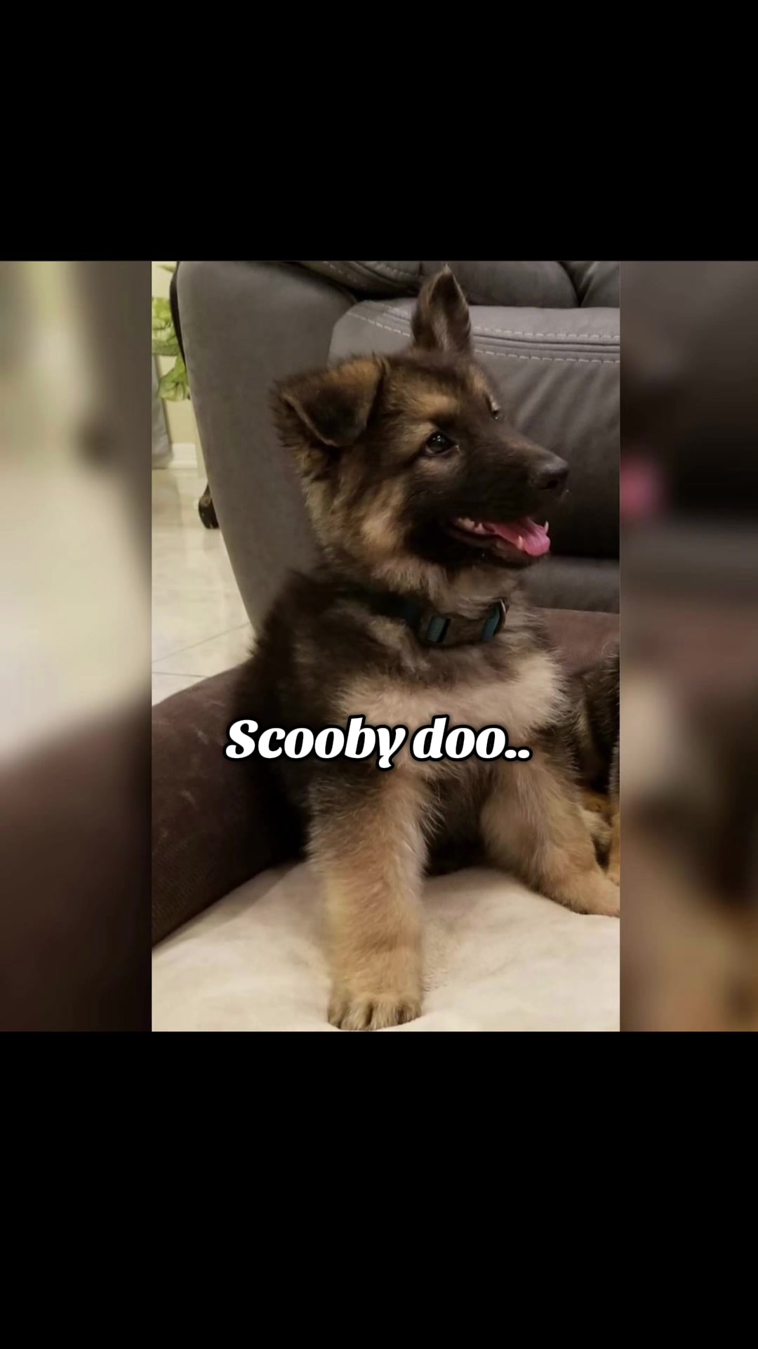 @Gunner GSD🐶