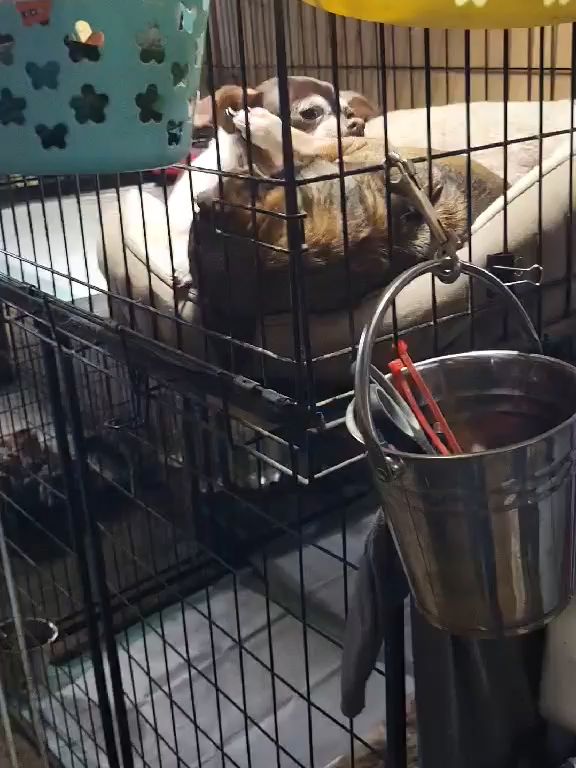 @Barking Mad Animal Refuge